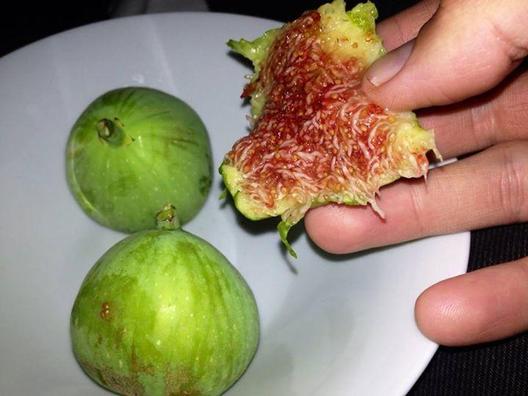 Most kaptam ezt a kerti fügét húgomtól, aki most tért vissza Veronából. Annyira édes, hogy a fülem szétáll az örömtöl!
